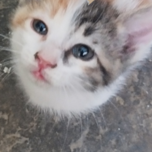 دو تا بچه گربه ناز