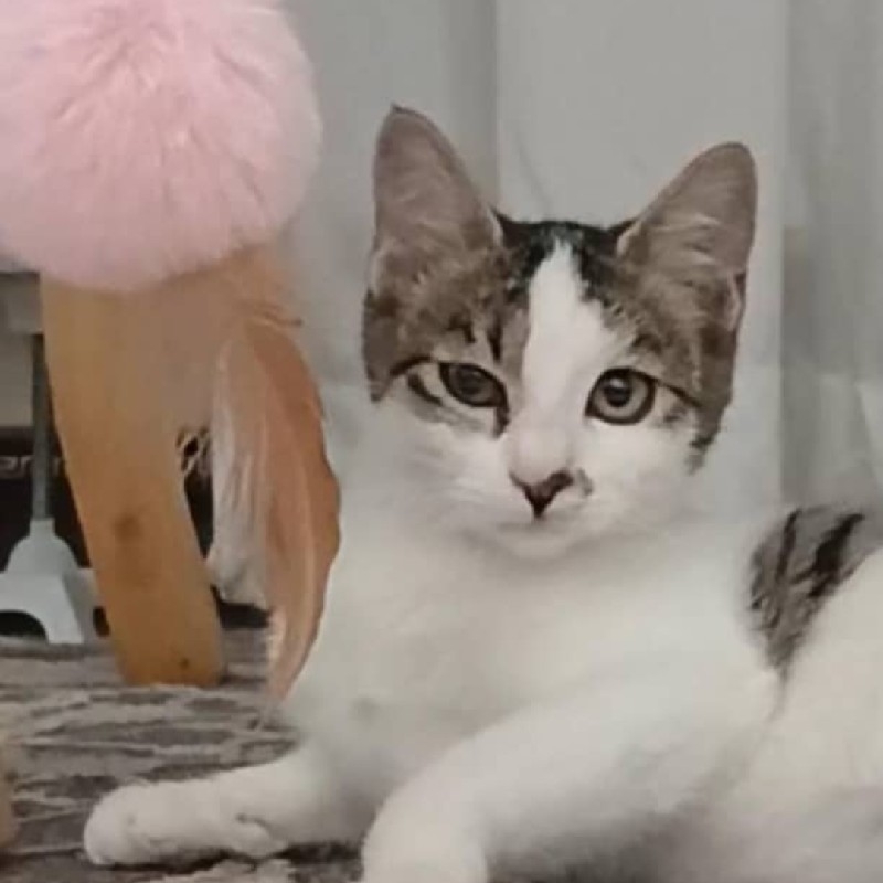 گربه dsh
