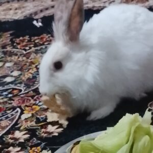 خرگوش داچ سفید