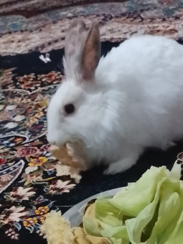 خرگوش داچ سفید