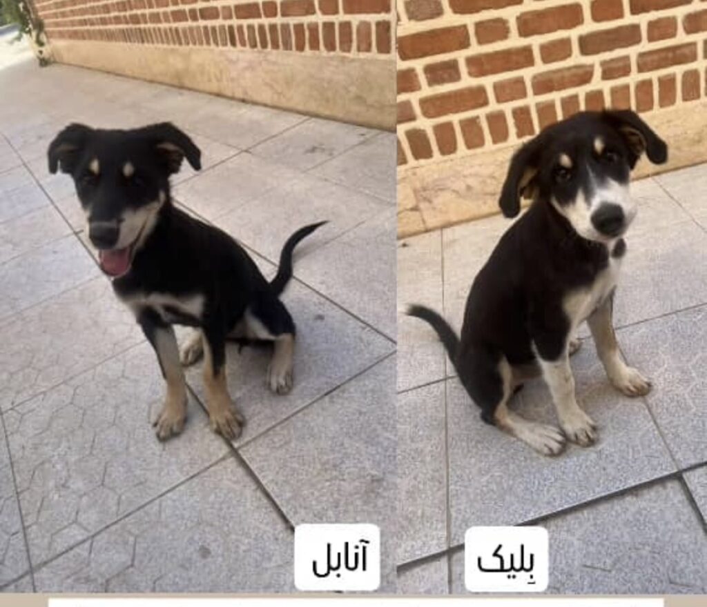 واگذاری دو توله سگ دوست داشتنی به یک خانواده مسئول