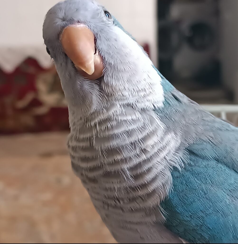 طوطی راهب گمشده