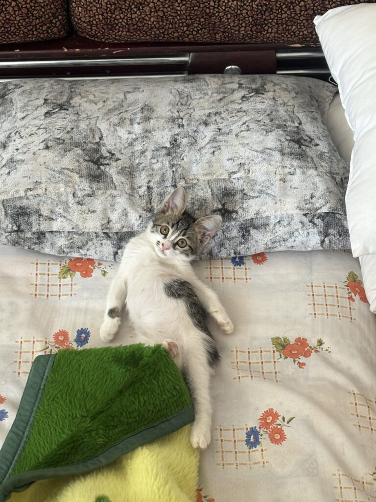 الرژی