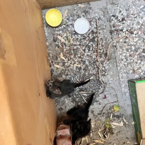 ٢ بچه گربه یک ماهه سالم