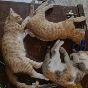 واگذاری ۷ بچه گربه ۳ ماهه
