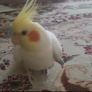 عروس هلندی گم شده