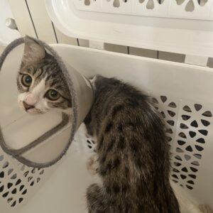 نور خیلی مظلوم و مهربونه و خیلی اذیت شده