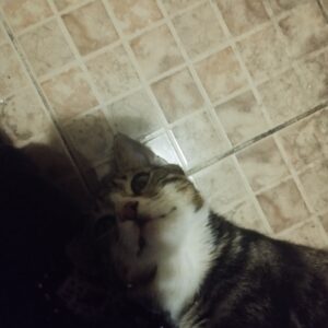 گربه DSH