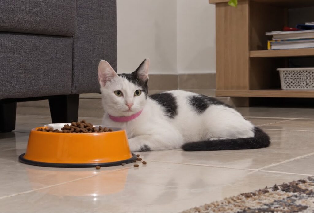 وانیل با طعم بستنی