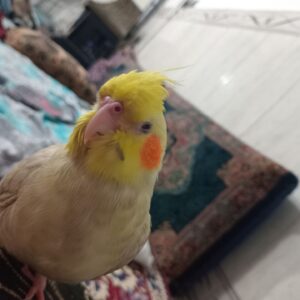 عروس هلندی گمشده