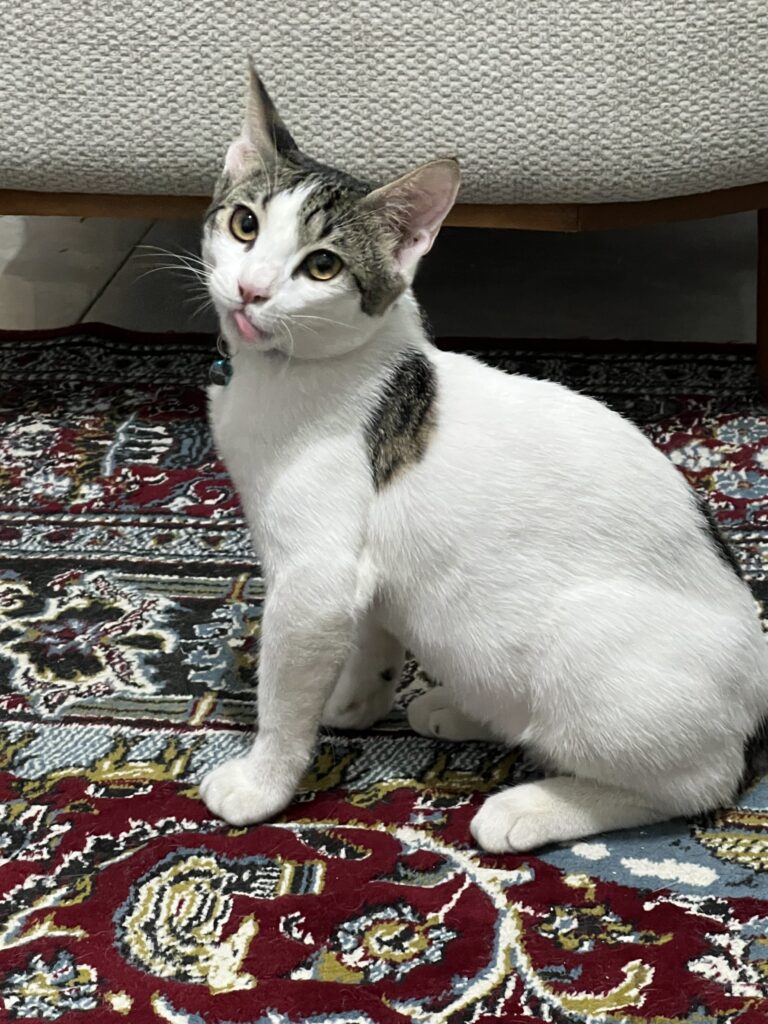 واگذاری گربه dsh ماده