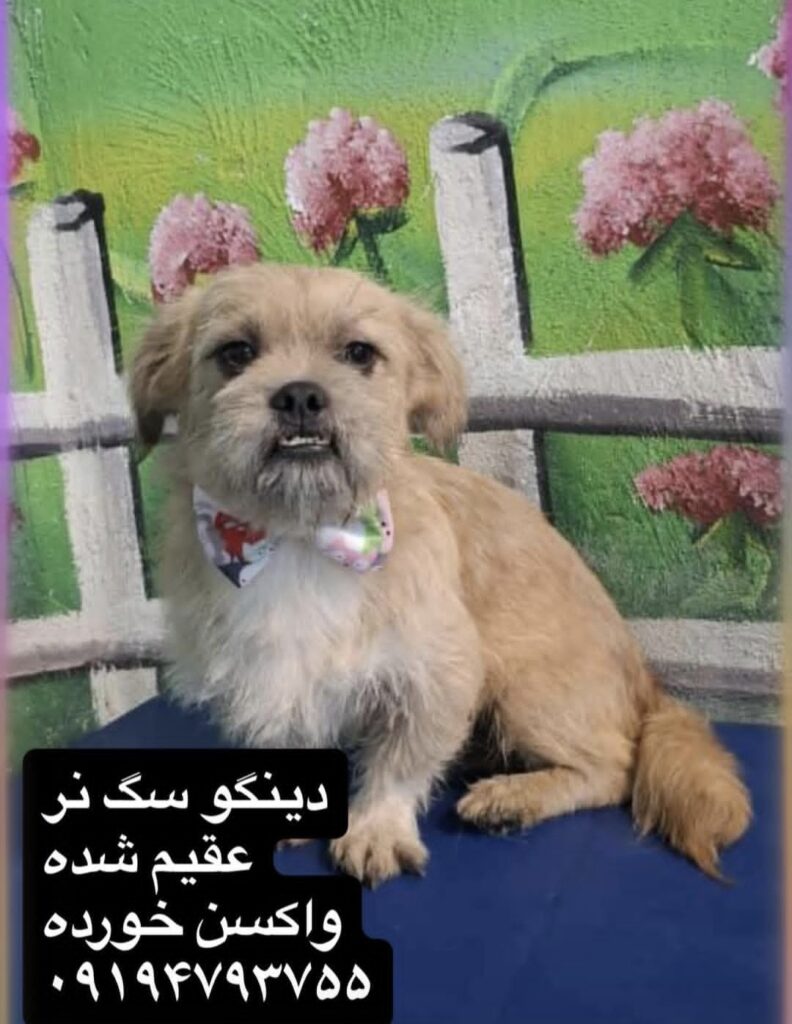 شیتزو