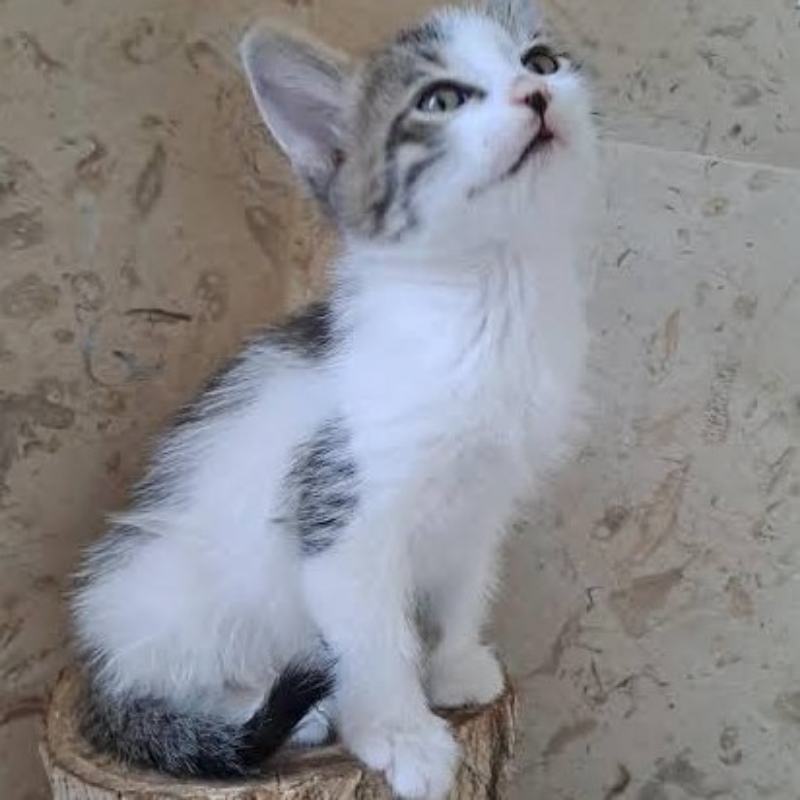 واگذاری بچه گربه ۲ماهه خانم‌ گا