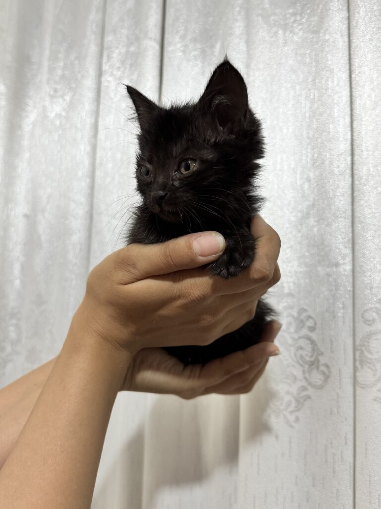 بچه گربه1ماهه دختر