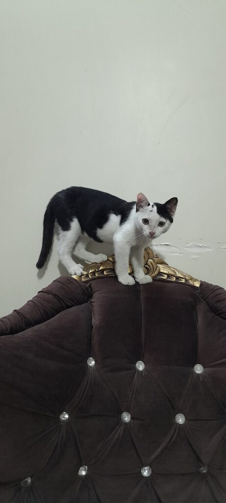 بچه گربه ۲ماهه
