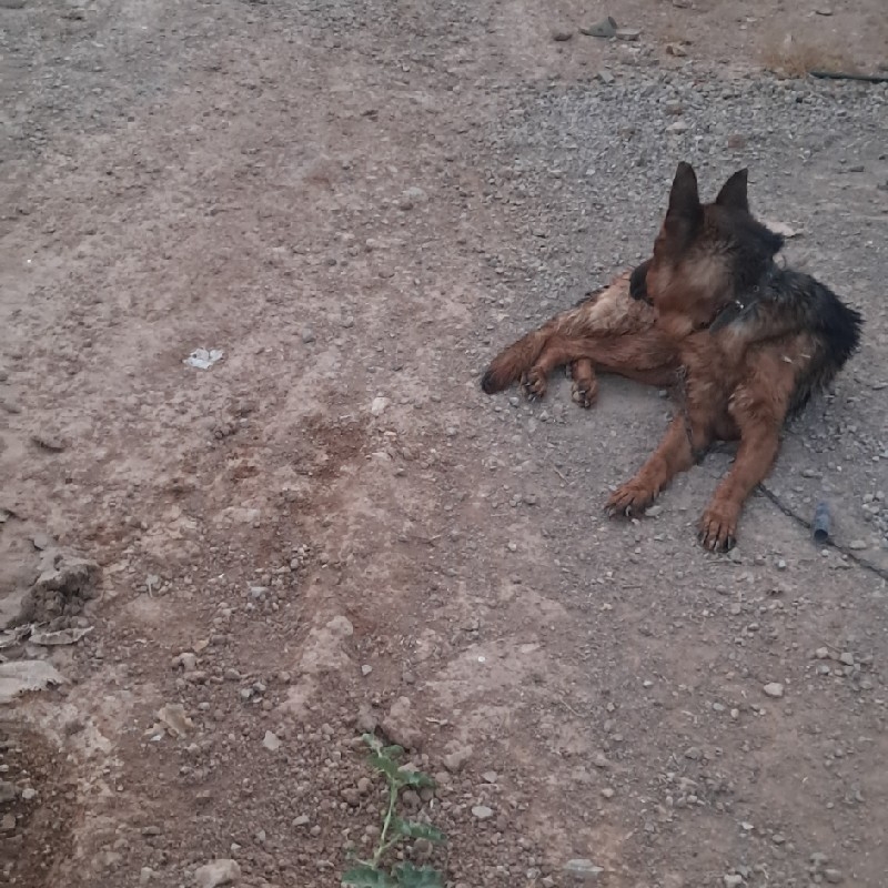 سگ ژرمن نگهبان وحرف گوش کن