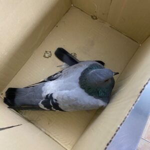 کبوتر با بال شکسته
