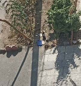 بچه گربه کور خیابانی