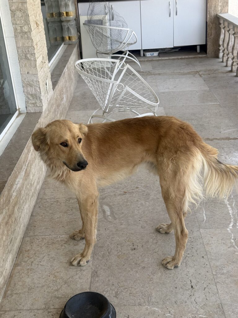 سگ نگهبان و سگ خانواده