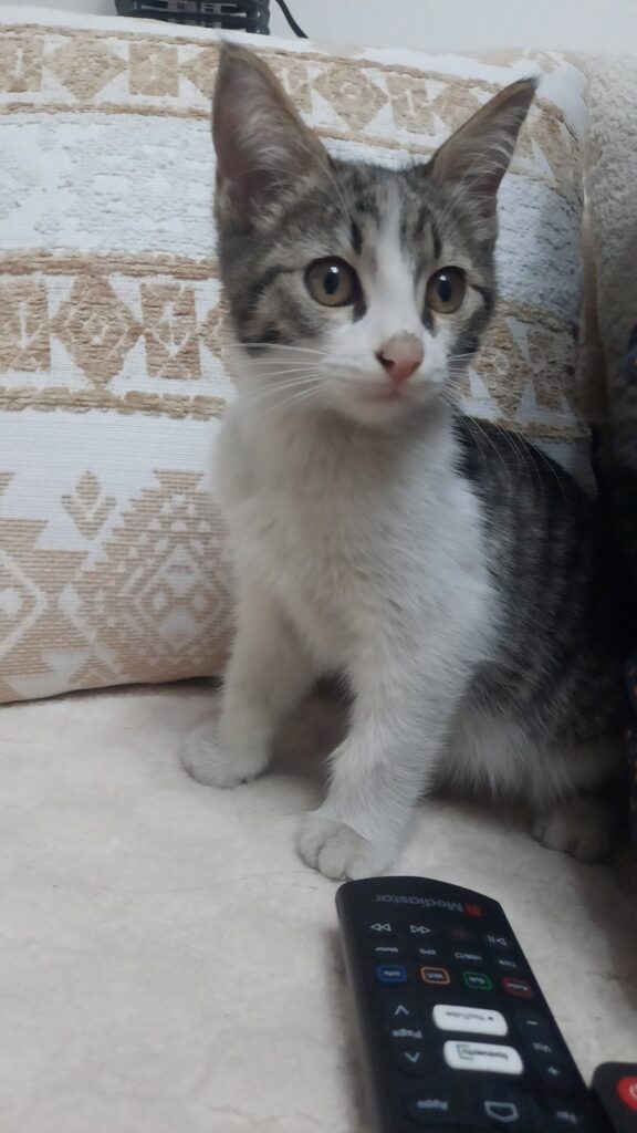 واگذاری گربه ماده سه ماهه