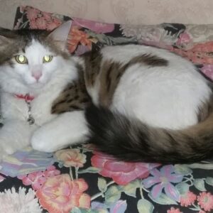 ژاکان، یه پسر خوشگل و مهربون و شکمو