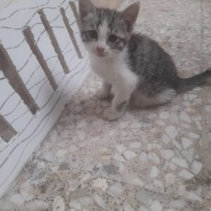 بچه گربه ۲ ماهه، بامزه و کوچولو