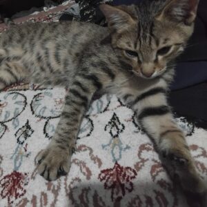 گربه DSH