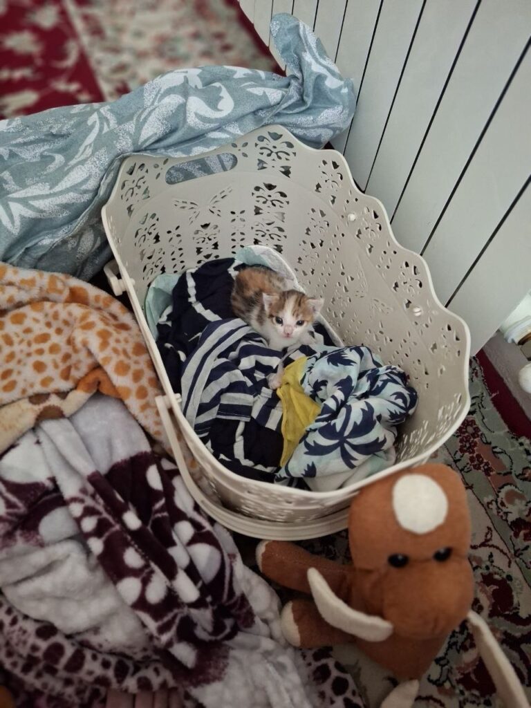 واگذاری بچه گربه
