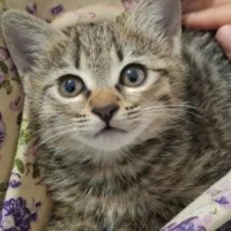 واگذاری بچه گربه ۲ماهه _پپسی خانم