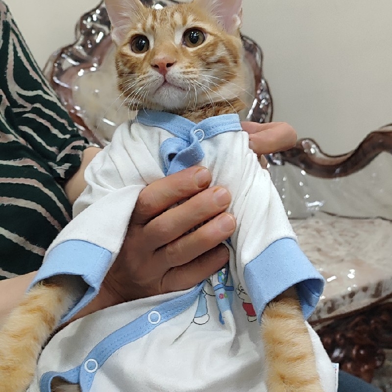 واگذاری گربه بغلی