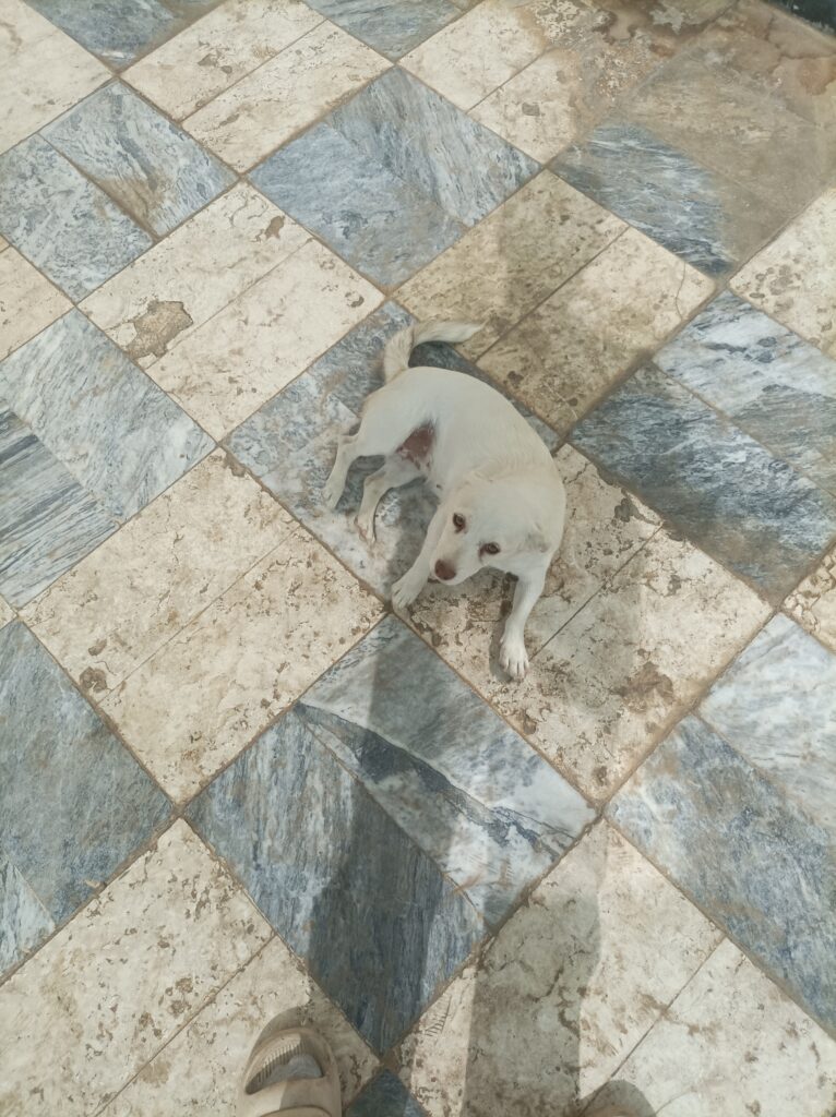 واگذاری سگ