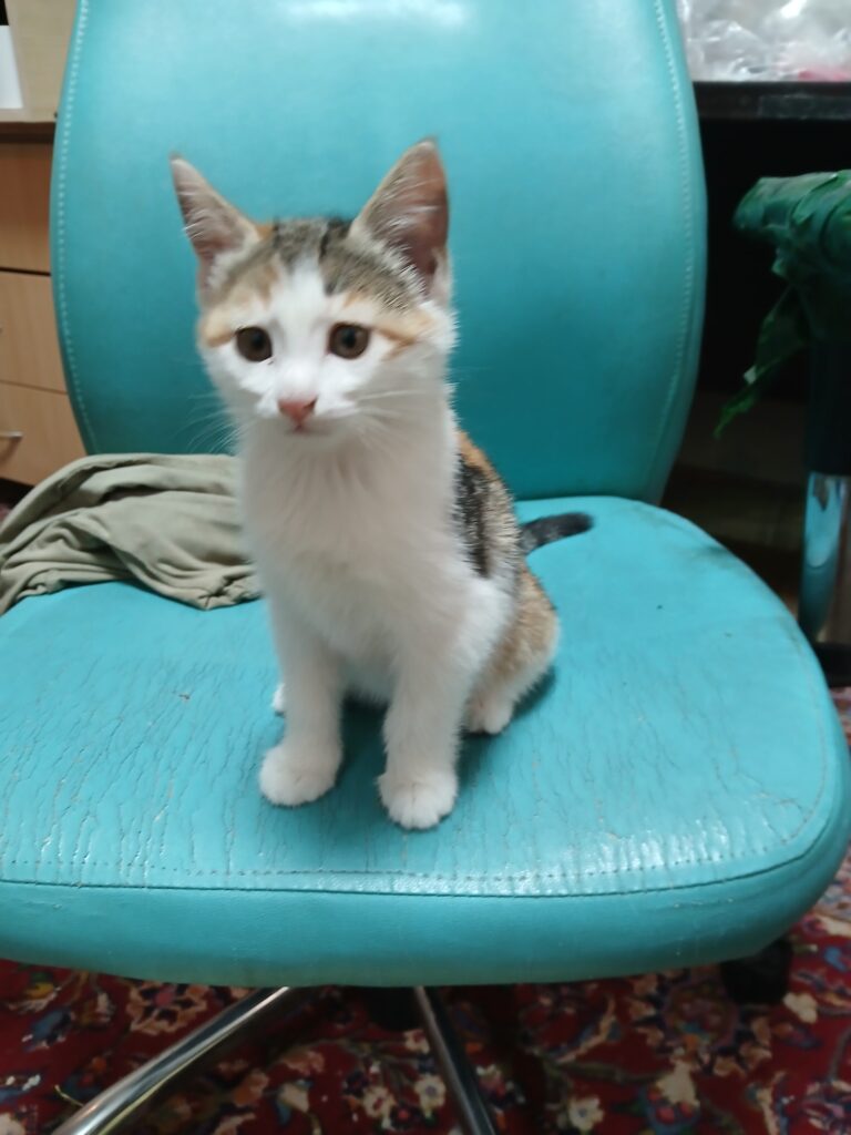 بچه گربه