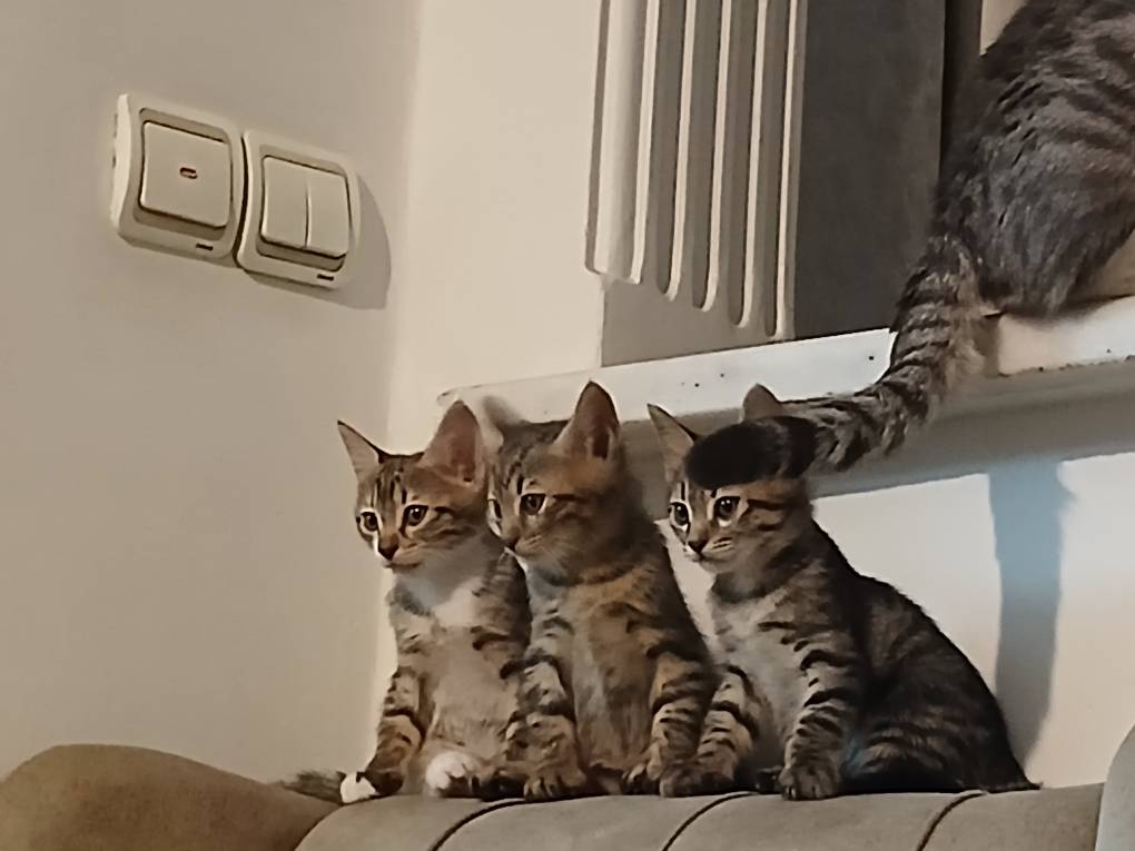 واگذاری بچه گربه