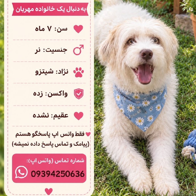 پسر هفت ماهه شیتزو (چیکو) – واگذاری رایگان