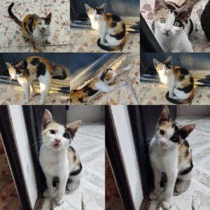 واگذاری به سرپرست متعهد