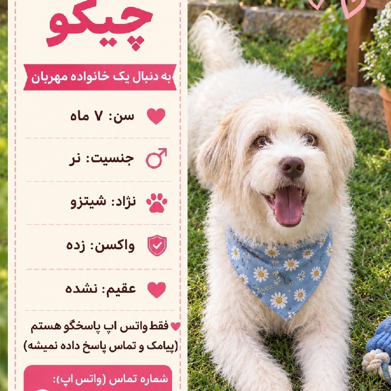 پسر هفت ماهه شیتزو (چیکو)